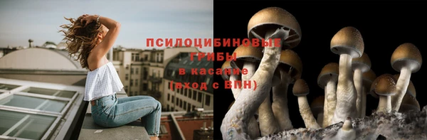 стаф Алзамай